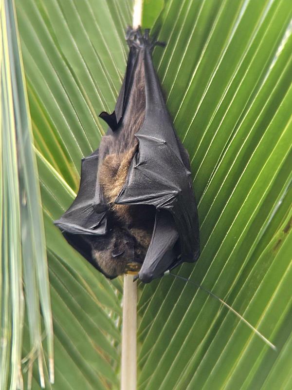一對臺灣狐蝠母子白天倒掛在可可椰子子葉片上（范力仁提供）
