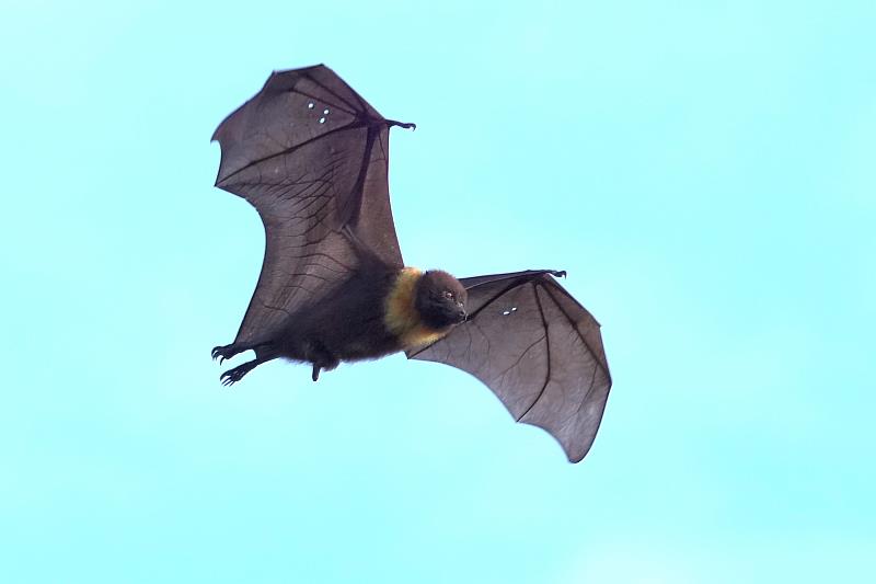 城市星空下的守護者－花蓮分署揭開臺灣狐蝠祕密生活