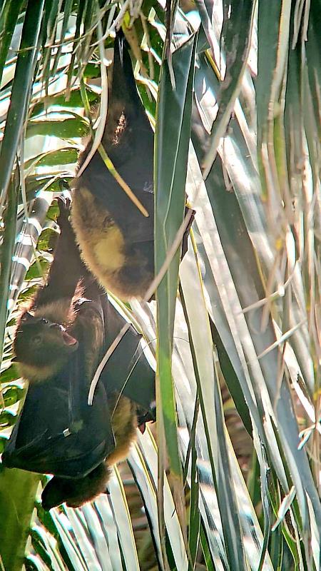 難得觀察到育幼中的雌蝠與另一隻雄蝠共棲一樹（范力仁提供）