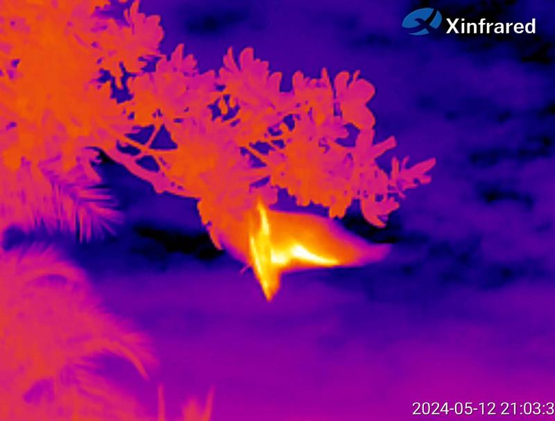 夜間以熱像儀觀察狐蝠行為（范力仁提供）