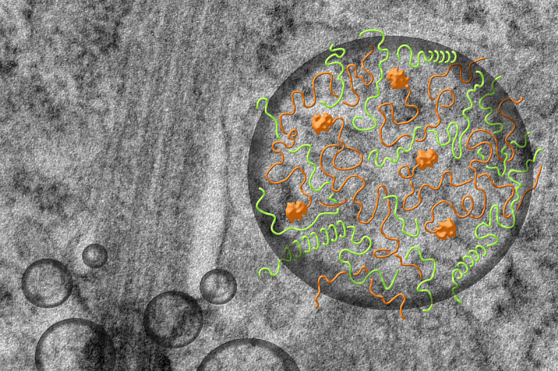 How Cells “Talk” to Their Surroundings: NYCU Study Uncover Liquid Dr...