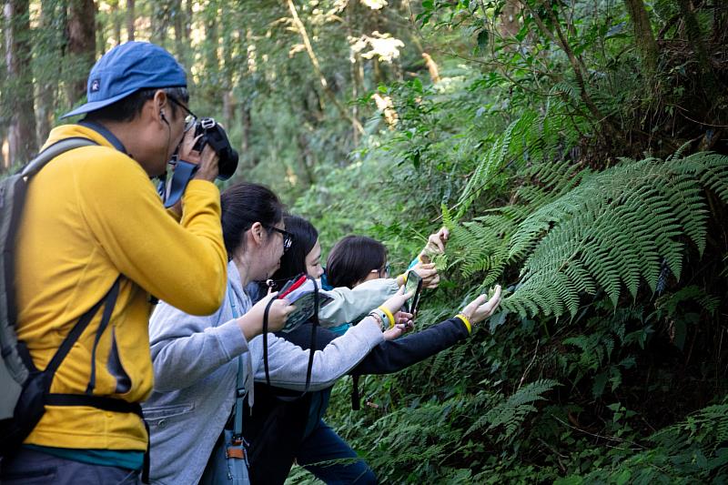 在導覽員的解說下，民眾沿著水山療癒步道近距離觀察多樣蕨類植物