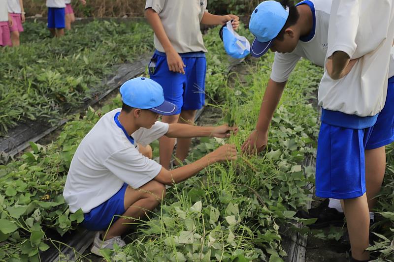 南隆國中學童親自到農場體驗蕃薯藤種植過程，讓學童實際動手了解甘藷的生長環境與種植方式。