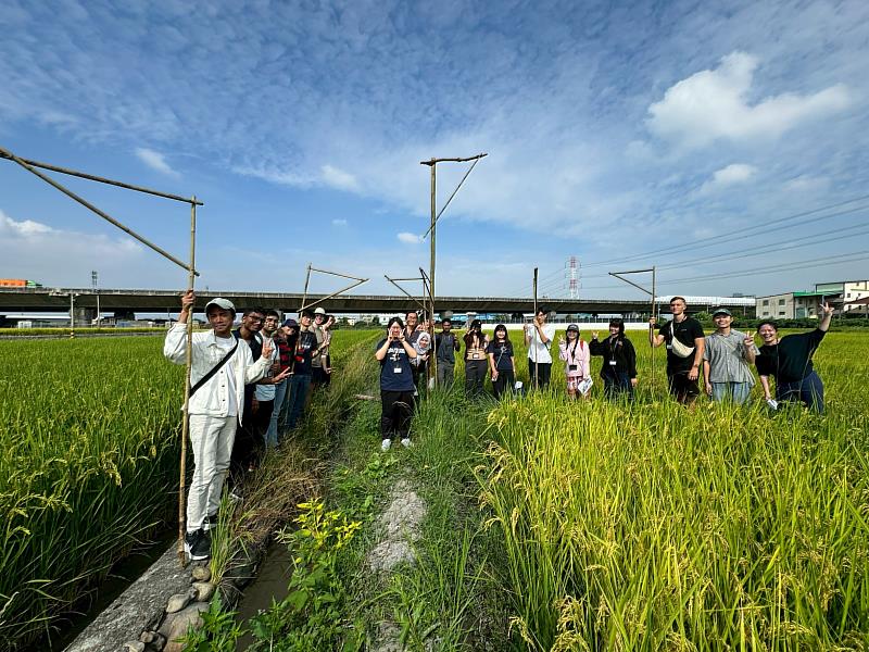 學生在友善稻田製作黑翅鳶棲架