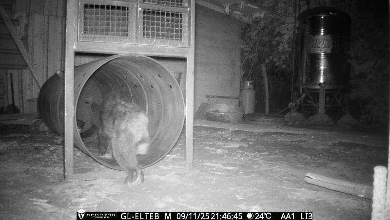 黑熊進入誘捕籠