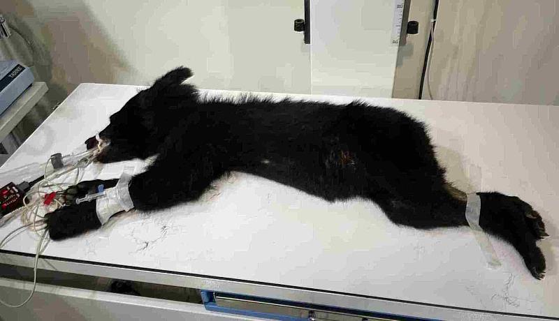 初步檢查黑熊健康狀況尚可，但體態消瘦