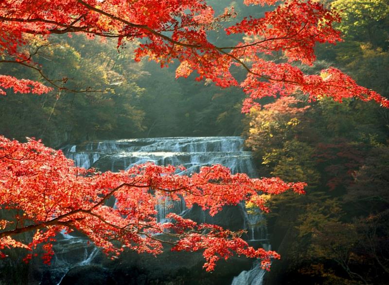 袋田瀑布秋天有絢爛紅葉相伴、冬天則會化身為壯觀的冰瀑，每個季節都有不同的驚喜與感動。