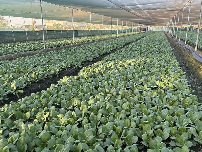 颱風後中南部蔬菜受損輕微，可穩定供應市場所需。