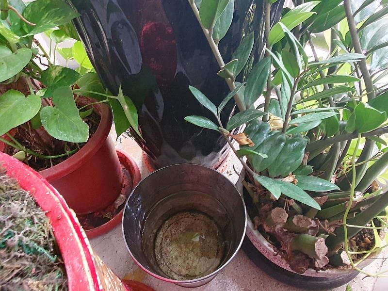 登革熱防疫不鬆懈 嘉市環保局籲落實「巡、倒、清、刷」守護健康家園