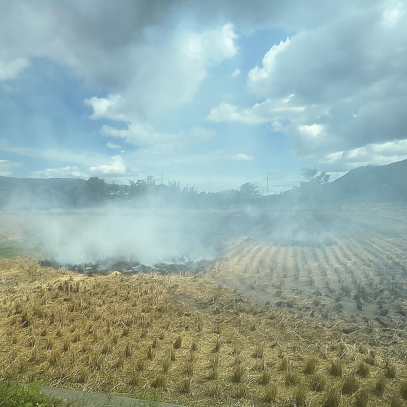 二期稻作收割期將至 臺東縣環保局呼籲勿露天燃燒稻草