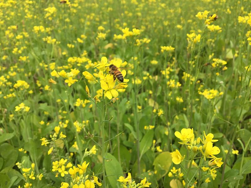 冬季休閒期油菜花田提供蜜蜂越冬所需蜜源。