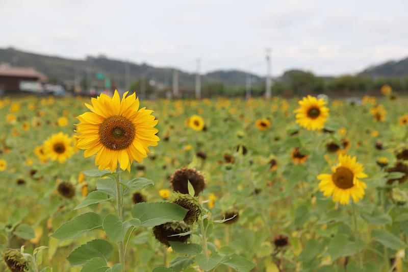 向日葵花海營造農村景觀。