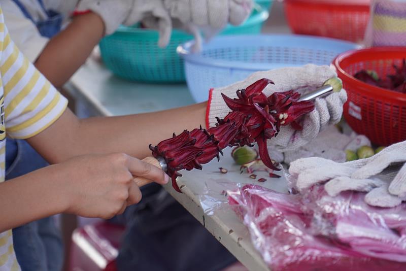 每年活動最吸睛的「捅花競賽」，現場大朋友、小朋友共同挑戰。