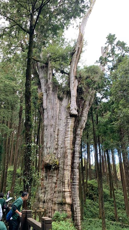 遊園服務站點新增水山療癒步道站、縣定古蹟阿里山貴賓館站，提供遊客更多遊程組合選擇。