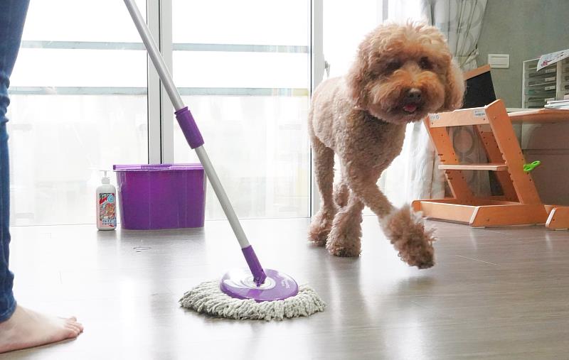 臭味滾專家示警 漂白水香氛比寵物更刺激孩子