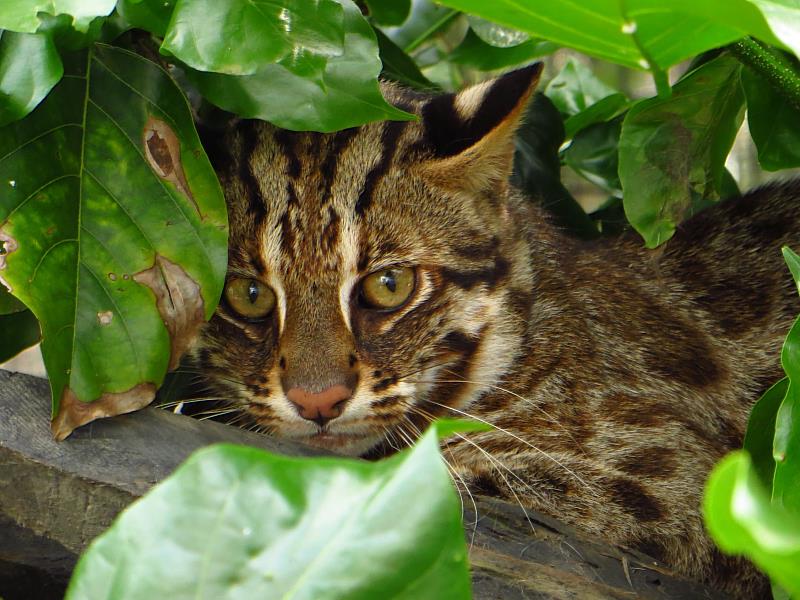 林業保育署推動國土綠網計畫，藉由建置空間藍圖與保育對策，串聯各類型棲地，讓石虎能順利繁育、遷移與擴大分布範圍。（圖片來源：生物多樣性研究所）