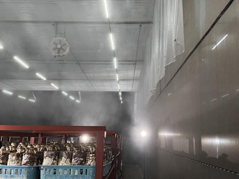 香菇立體化水簾培設施產產量可達傳統6倍。