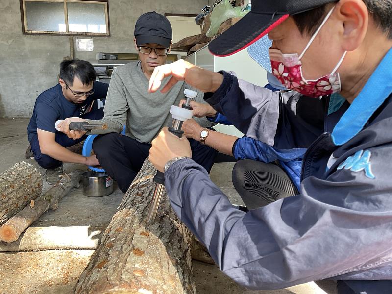 民眾體驗段木香菇植菌。