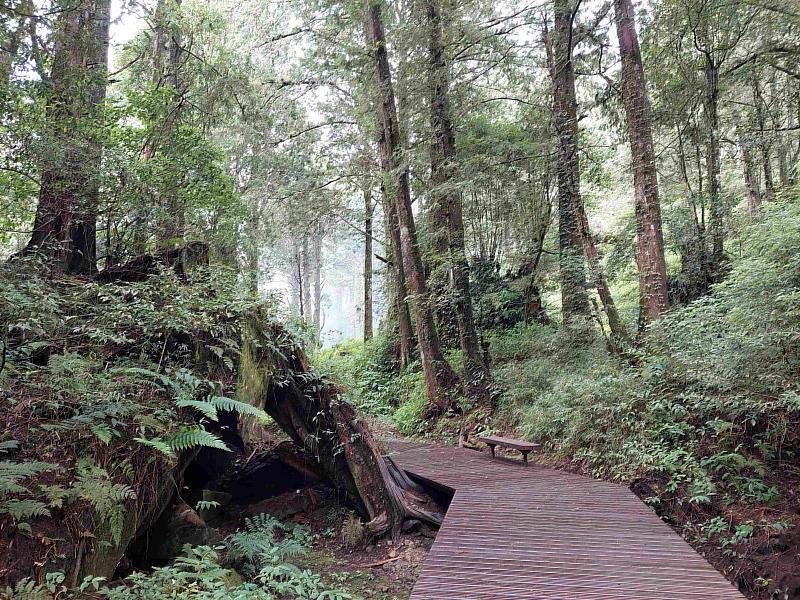 水山療癒步道為全台第一座以森林療癒為主題的步道，融合自然美景與療癒體驗。