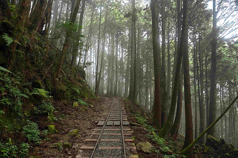 特富野古道為山海圳國家綠道代表路段之一，獨特的山林美景與林業鐵道特色體現高山生態與文化傳承。