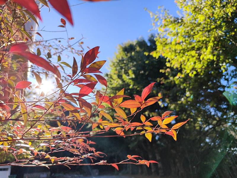 大雪山國家森林遊樂區楓紅近3成(照片：林業保育署臺中分署)