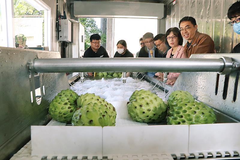 高科大今(22)日發表的「貨櫃式多功能微氣泡水果即時清洗系統」，結合微氣泡去汙、大氣泡沖洗與推送水果、溢流槽排出浮渣髒汙、循環再利用省水設置等，流水線作業完成清洗、吹乾，加速後端包裝保存作業。圖為釋迦示範整個清潔過程，畫面中釋迦已經過清洗並自動由輸送捲軸帶上、滴瀝水分。