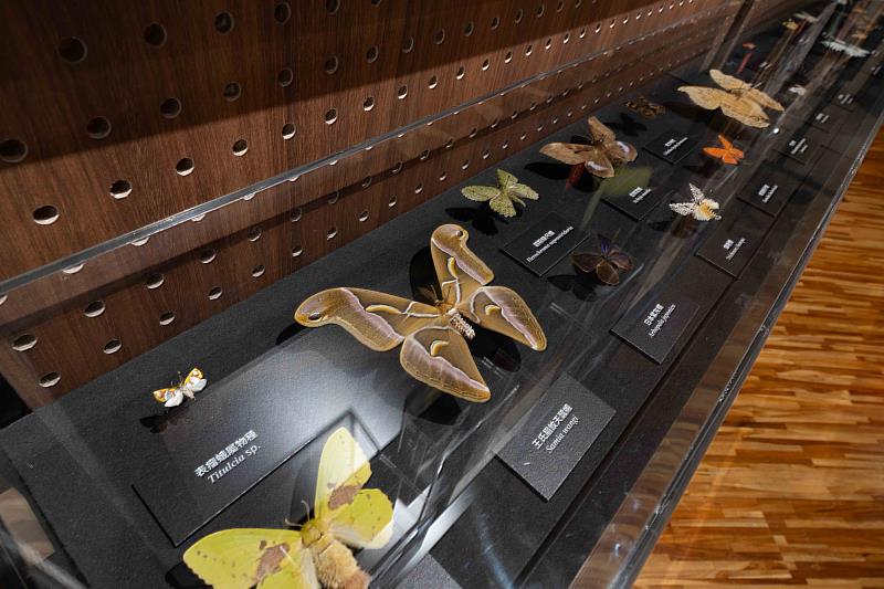 《島嶼飛行》特展集結近300件蝶蛾典藏標本。