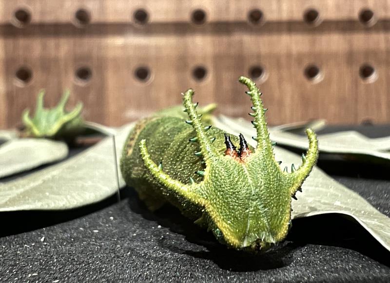 展件中藉由「冷凍乾燥」技術成功保留幼蟲等綠色調標本，為此次展覽亮點之一，圖為俗稱「恐龍頭」的雙尾蛺蝶幼蟲。