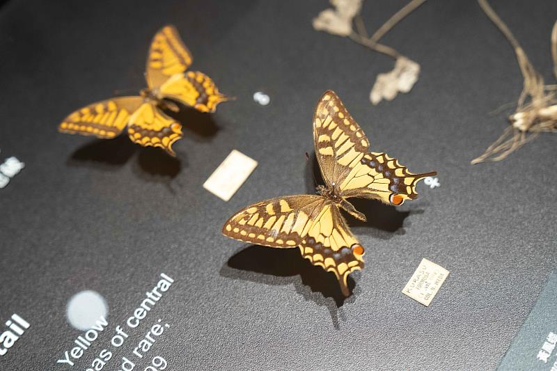 《島嶼飛行》特展展出推測已滅絕的稀有黃鳳蝶標本。