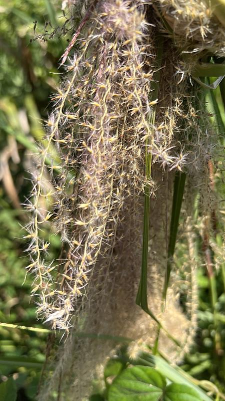 開花中的五節芒。