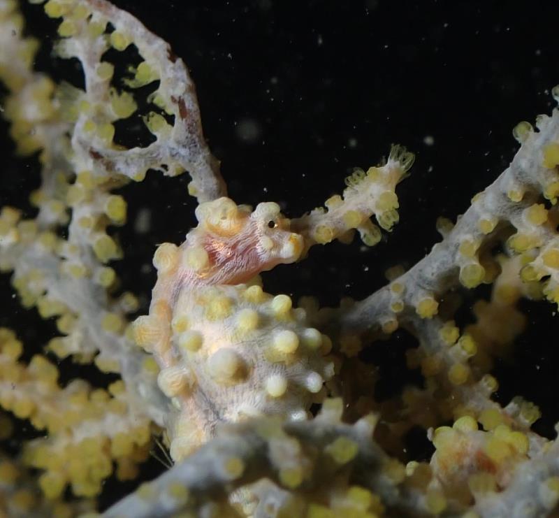 AI Ocean專案已聚集近萬位公民科學家參與，累積超過2.1萬筆海洋生物照片，包含外型可愛且珍稀難尋的台灣海洋明星物種「豆丁海馬」，分布於台灣南部、東部及離島珊瑚礁海域，與珊瑚健康密切相關，是重要的生態指標物種。