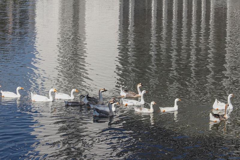 中大校園擁有7千餘株樹木及多處水域空間，是動物重要的棲息環境。