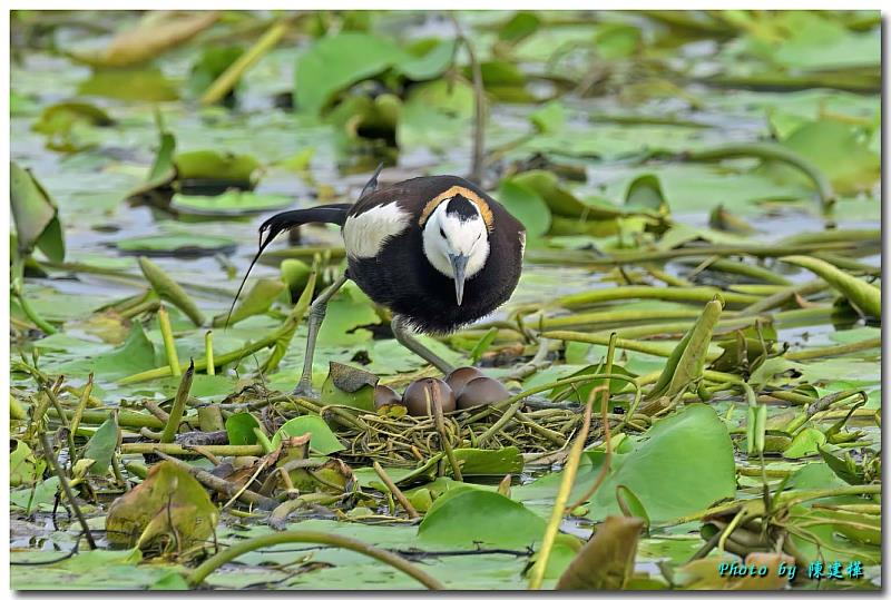 今年這巢母鳥產下4顆蛋，交由公鳥細心孵育守護。（嘉義縣野鳥學會陳建樺攝）