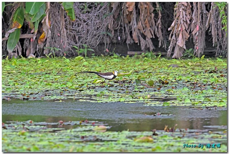 水雉公鳥出現於九芎埤，佔據適合築巢的領地。（嘉義縣野鳥學會陳建樺攝）