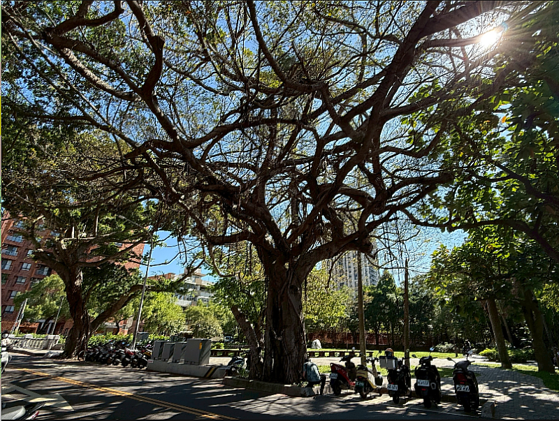 竹市世界街啟動危樹移除作業。