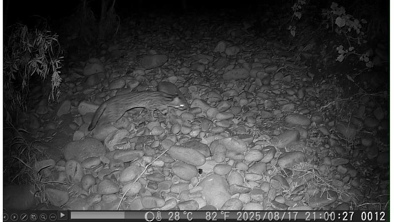 114年8月於大肚臺地淺山保育軸帶拍攝到石虎。