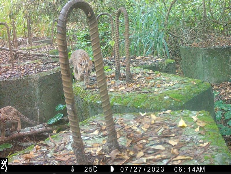 112年於大甲溪溪流保育軸帶拍攝到石虎。