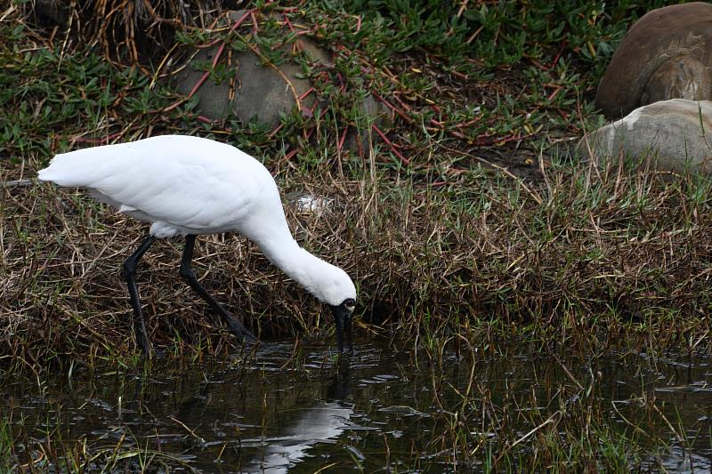 鰲鼓濕地現已有超過300隻黑面琵鷺出現，常成群低頭捕食魚蝦。