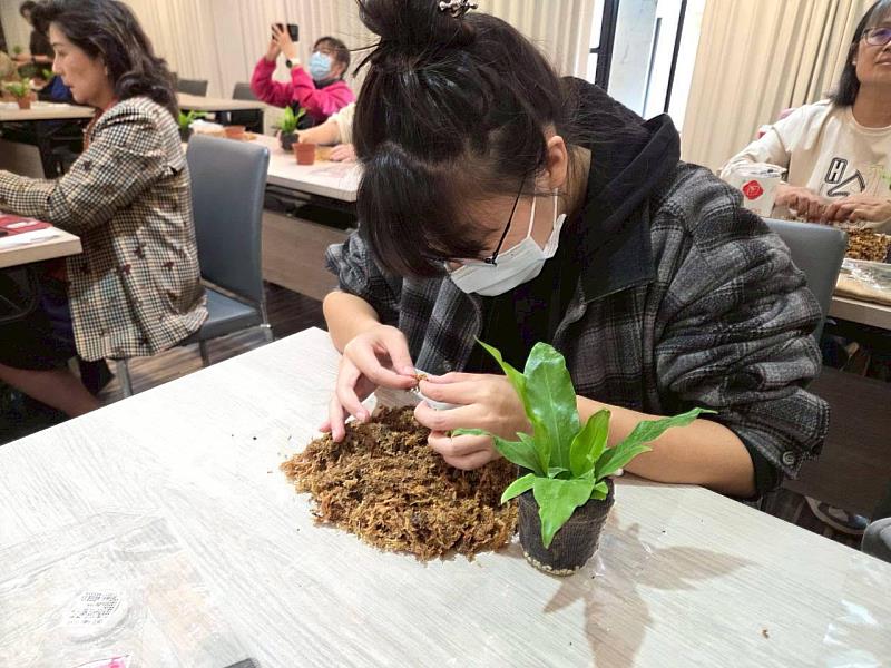 同學認真地製作苔球。