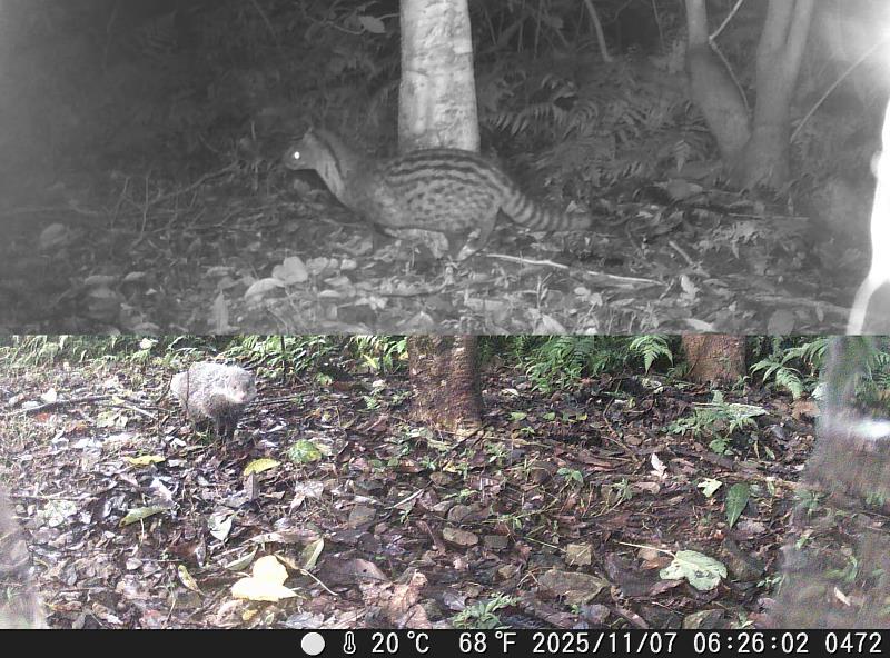 佛光大學校園驚見保育類食蟹獴與麝香貓。
