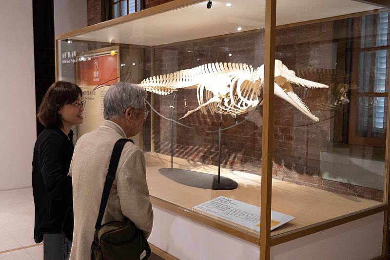 展出多件臺博館珍貴典藏，圖為象徵臺灣海洋生態警訊的中華白海豚標本，帶領觀眾直視瀕危生物所面臨的危機。