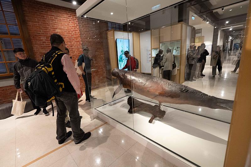 「第六次大滅絕？命運還是機會」特展展出罕見儒艮標本。