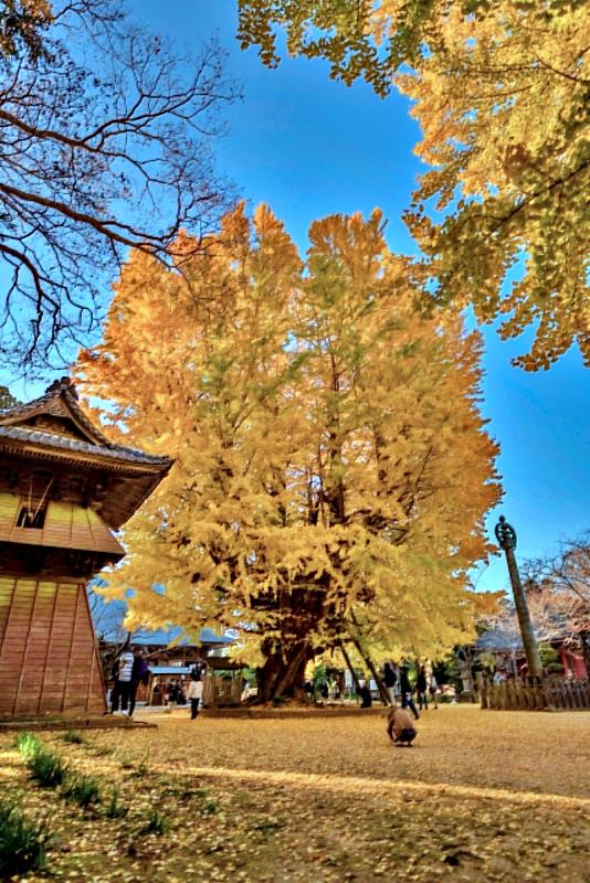 西蓮寺境內有2棵據傳為最仙上人親手栽種,樹齡超過千年的銀杏,被稱為「西蓮寺的大銀杏」。
