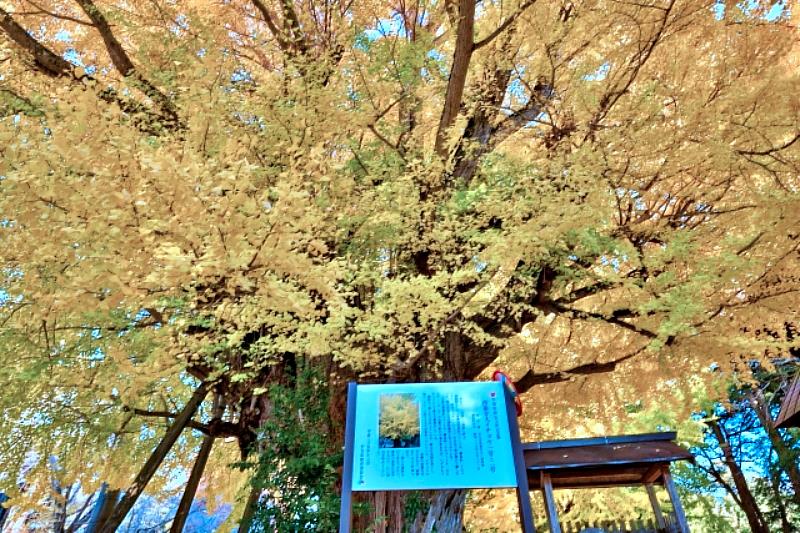 西蓮寺的2棵大銀杏都是茨城縣指定的天然紀念物。