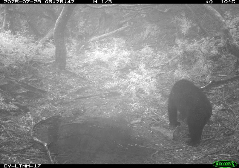 鹿林山野生動物重要棲息地記錄到正在巡視領地的臺灣黑熊。