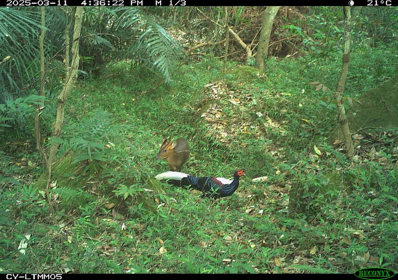 林業保育署嘉義分署114年1-8月期間共拍攝超過45萬張紅外線影像，發現山羌高頻率與其他動物同框出鏡。（圖為藍腹鷴與山羌）