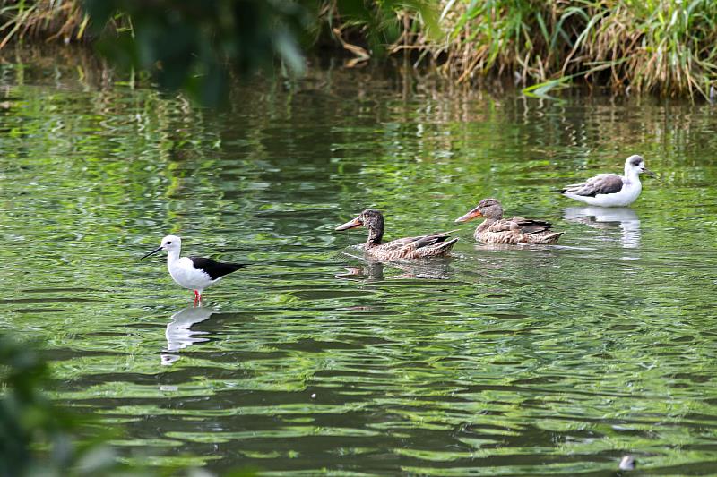 太平溪人工濕地魅力無窮迎候鳥季，臺東展現城市生態新亮點，環保局呼籲避免干擾，帶走隨身垃圾。