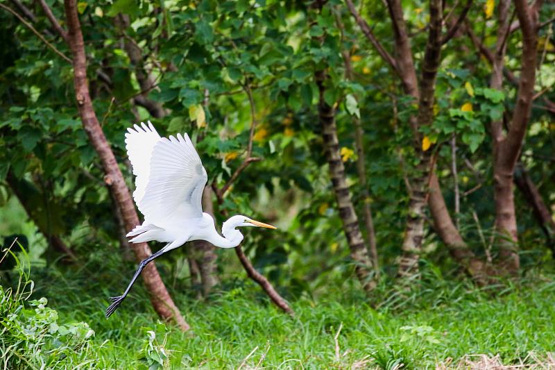 太平溪人工濕地魅力無窮迎候鳥季，臺東展現城市生態新亮點，環保局呼籲避免干擾，帶走隨身垃圾。