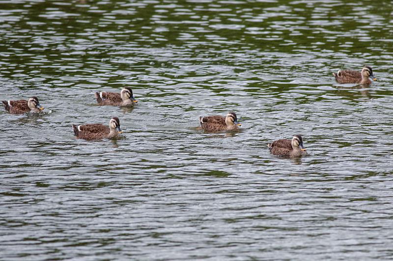 太平溪人工濕地魅力無窮迎候鳥季，臺東展現城市生態新亮點，環保局呼籲避免干擾，帶走隨身垃圾。