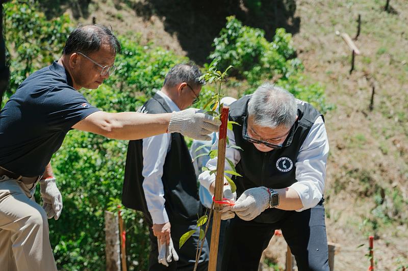 林業保育署嘉義分署媒合根基營造推動「攜手種樹守護台灣爺蟬的家」專案，與嘉義新美部落、草山社區及嘉義大學合作種下台灣爺蟬喜愛的台灣梭羅木。